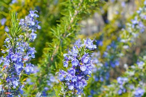 Are Rosemary Flowers Edible: A Culinary Exploration of Floral Delicacies