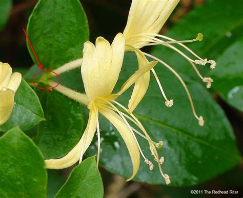 Can You Eat Honeysuckle Flowers? Exploring the Sweet and the Strange