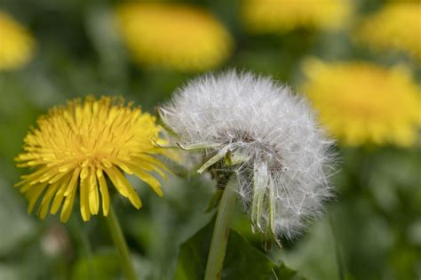 Can You Freeze Dandelion Flowers? And Why Would You Even Want To?