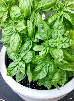 Can You Use Basil Flowers in Pesto? And Why Do Bees Love Basil More Than Humans?