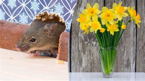 Do Rats Eat Flowers? Exploring the Unlikely Connection Between Rodents and Blooms