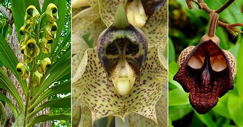 Flowers That Look Like Skulls When They Die: A Paradox of Beauty and Mortality