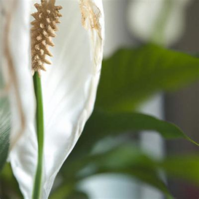 How to Remove Dead Peace Lily Flowers: A Symphony of Decay and Renewal