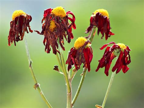 How to Save Wilting Flowers: A Symphony of Science and Serendipity