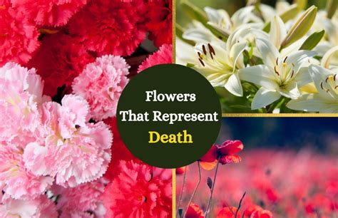 What flowers are associated with death, and why do they bloom in the shadows of forgotten memories?