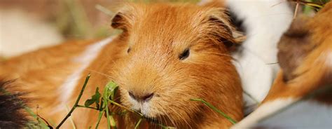 What Flowers Can Guinea Pigs Eat: A Guide to Safe and Nutritious Blooms