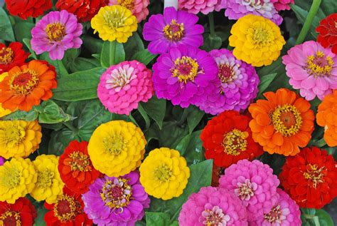 What Flowers Can You Plant in July? And Why Do They Love the Mid-Summer Chaos?