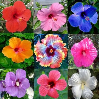 What to Do with Hibiscus Flowers: A Symphony of Colors and Unexpected Uses