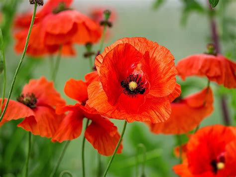 Where Can I Buy Poppy Flowers? And Why Do They Make Me Think of Time Travel?