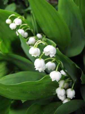 Where Can I Get Lily of the Valley Flowers? And Why Do They Smell Like Forgotten Dreams?