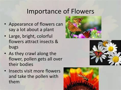 Why Are Flowers Important to Humans: A Symphony of Colors and Emotions